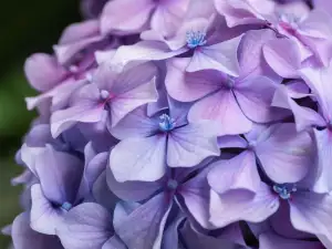 Hydrangea