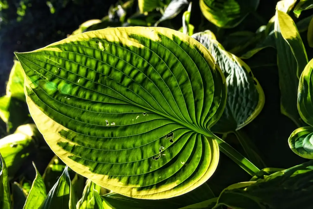 Hosta